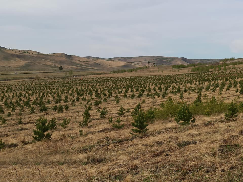 Environmental restoration and Reforestation Investment within local province